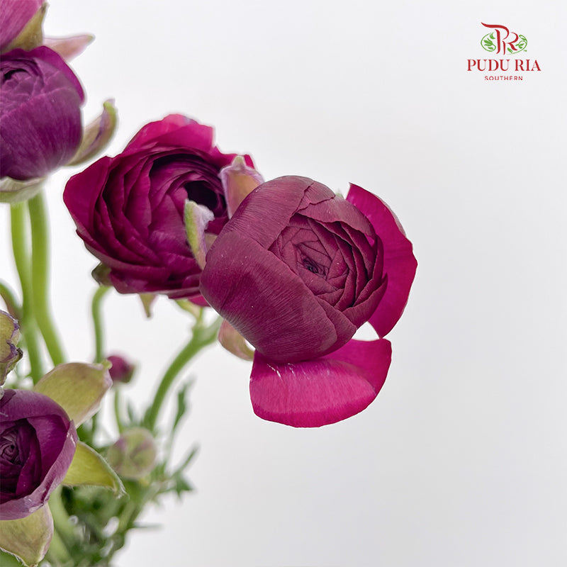 Ranunculus Dark Purple - (8 - 10 Stems)