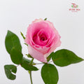 Rose Mandala - (8-10 Stems)