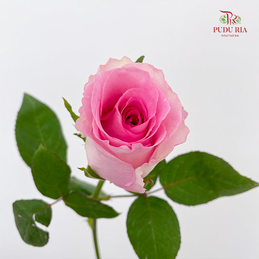 Rose Mandala - (8-10 Stems)