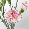 Carnation Purple Fairy (18-20 Stems) - Pudu Ria Florist Southern