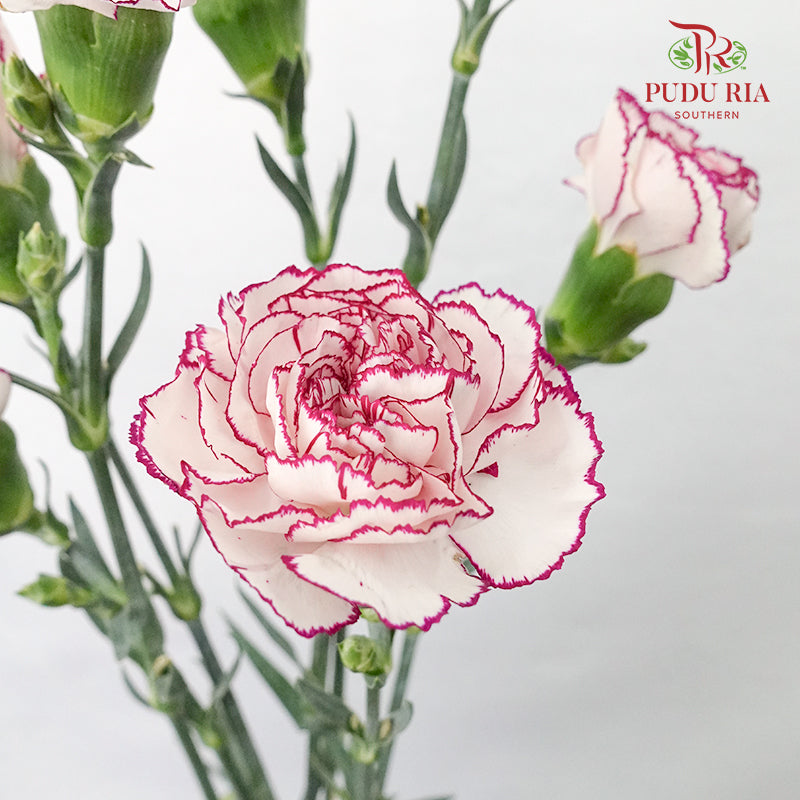 Carnation Purple Fairy (18-20 Stems) - Pudu Ria Florist Southern