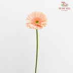 Gerbera Light Peach - (8-10 Stems)