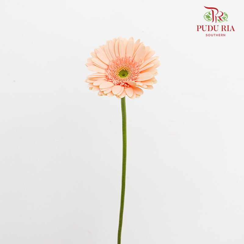 Gerbera Light Peach (8-10 Stems)