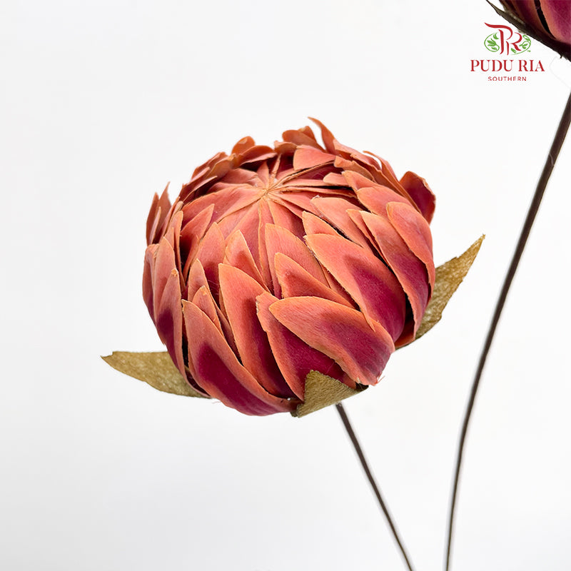 Dry Protea - 2 Stems
