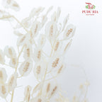Dry Thlaspi