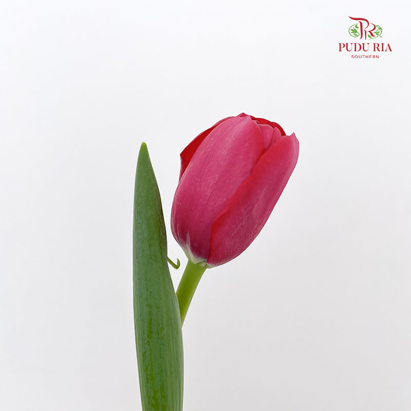 Tulip Red 郁金香 - (8-10 Stems)