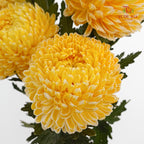 Peony Chrysanthemum Dyed Yellow 牡丹菊 - (5 Stems)