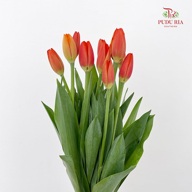 Tulip Orange 郁金香 - (8-10 Stems)