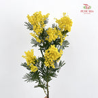 Mimosa Dennis Boden 银荆 - (Per Bundle)