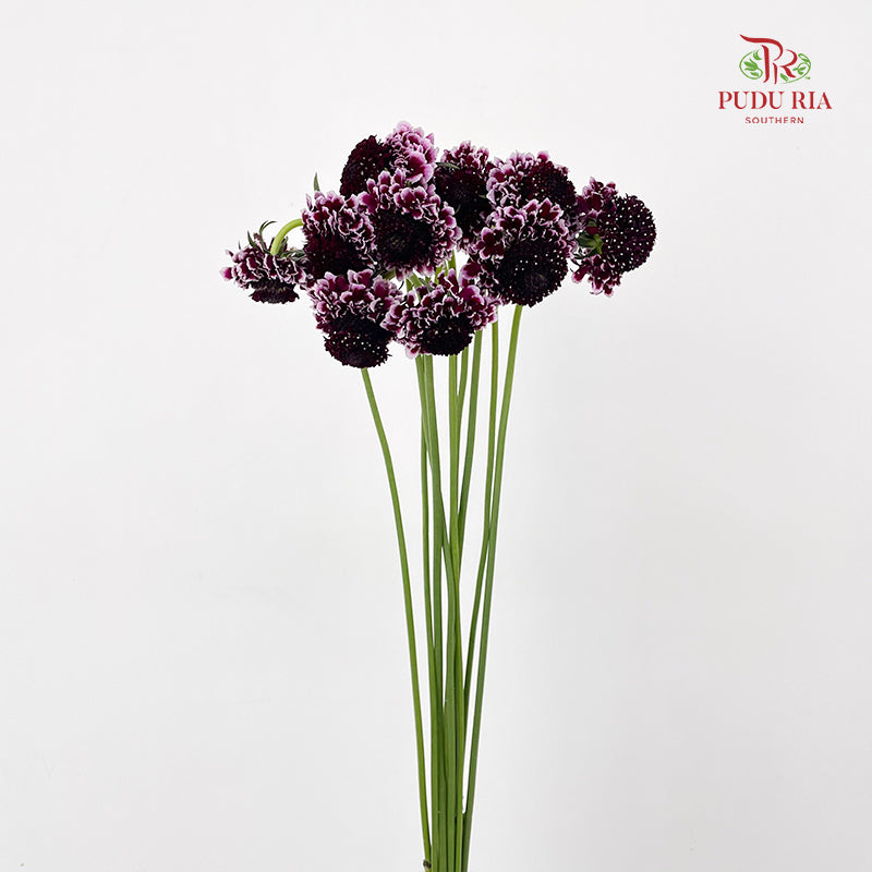 Scabiosa Purple 蓝盆花 - (Per Bundle)