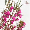 Boronia - (Per Bundle)