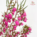 Boronia - (Per Bundle)