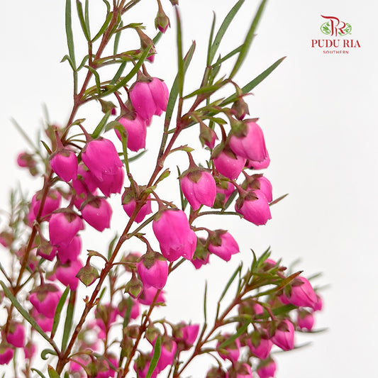 Boronia - (Per Bundle)