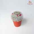Cactus Mix 6 - Pudu Ria Florist Southern