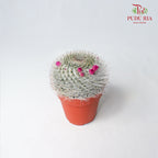Cactus Mix 6 - Pudu Ria Florist Southern