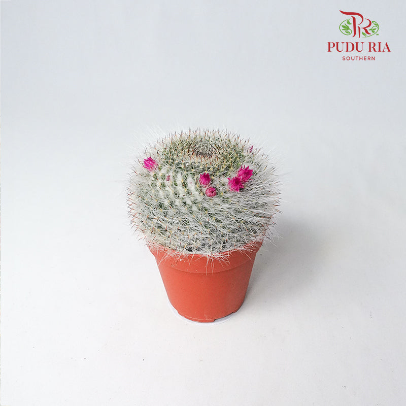 Cactus Mix 6 - Pudu Ria Florist Southern