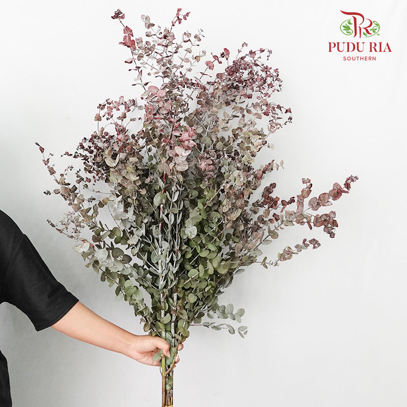 Eucalyptus Red - Pudu Ria Florist Southern