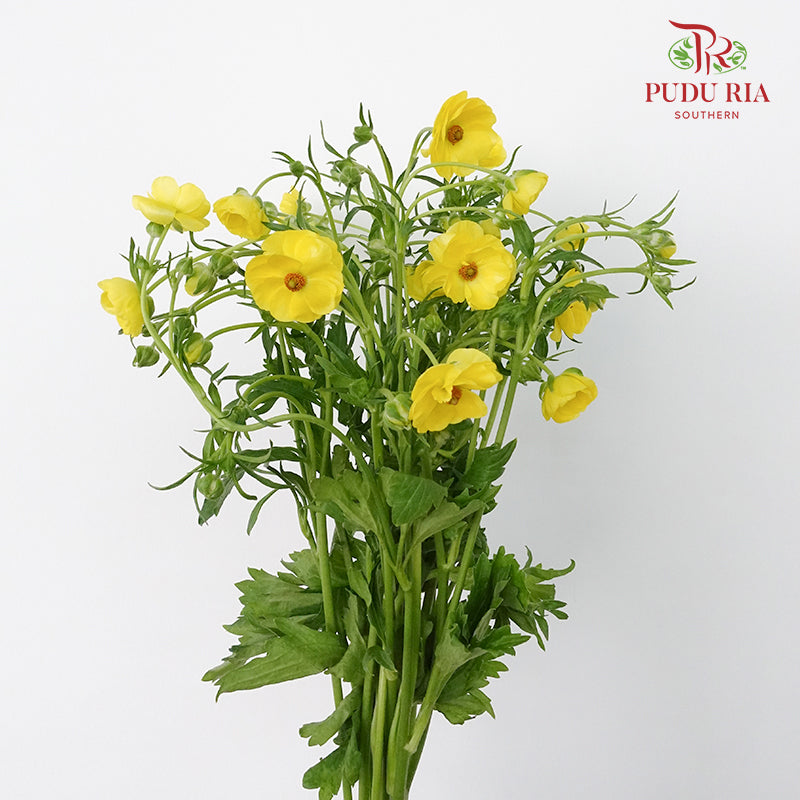 Ranunculus Butterfly Yellow (8 - 10 Stems) - Pudu Ria Florist Southern