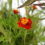 Starfire Mix marigold - Pudu Ria Florist Southern