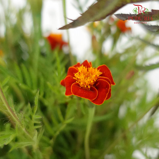 Starfire Mix marigold - Pudu Ria Florist Southern