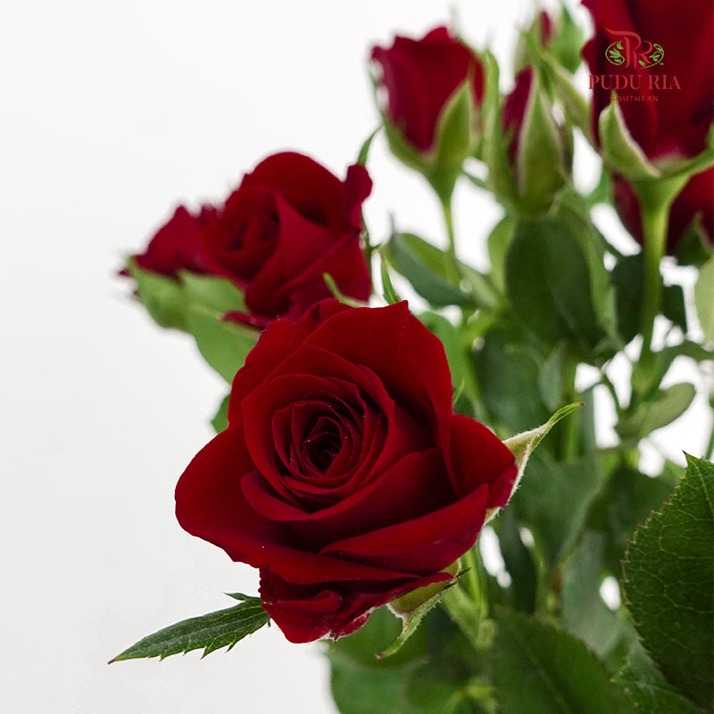 Rose Spray Auspicious Sign - (8-10 Stems)