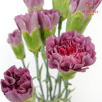 Carnation St Wild Horse  (18-20 Stems) - Pudu Ria Florist Southern