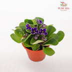 JH Saintpaulia Purple / White Line - Pudu Ria Florist Southern