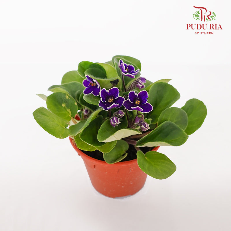 JH Saintpaulia Purple / White Line - Pudu Ria Florist Southern