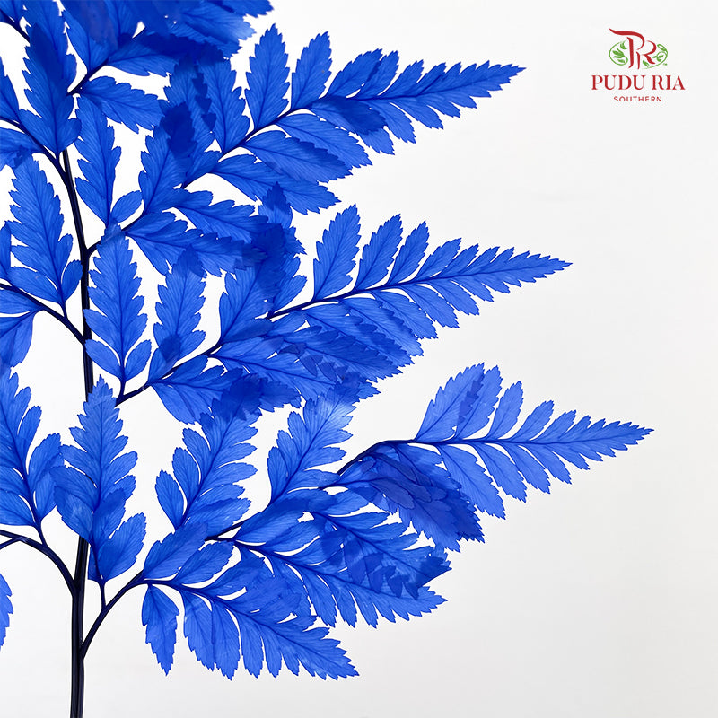 Preservative Fern - Blue