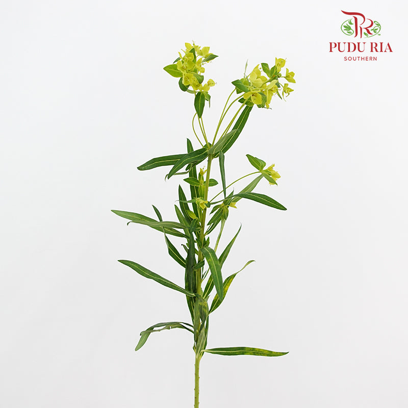 Euphorbia Formosana Hayata - (Per Bundle)