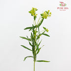 Euphorbia Formosana Hayata - (Per Bundle)