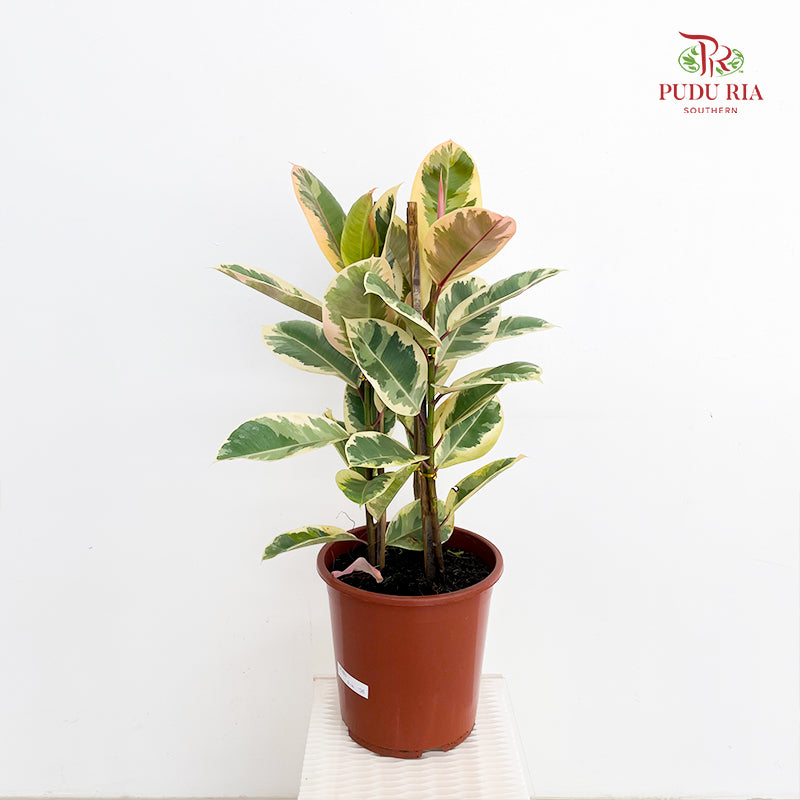 Ficus Tineka (Elastica) 3PP