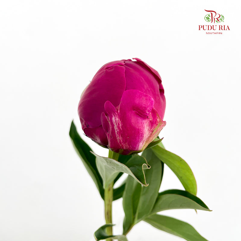 Peony Red Paul - (5 Stems)