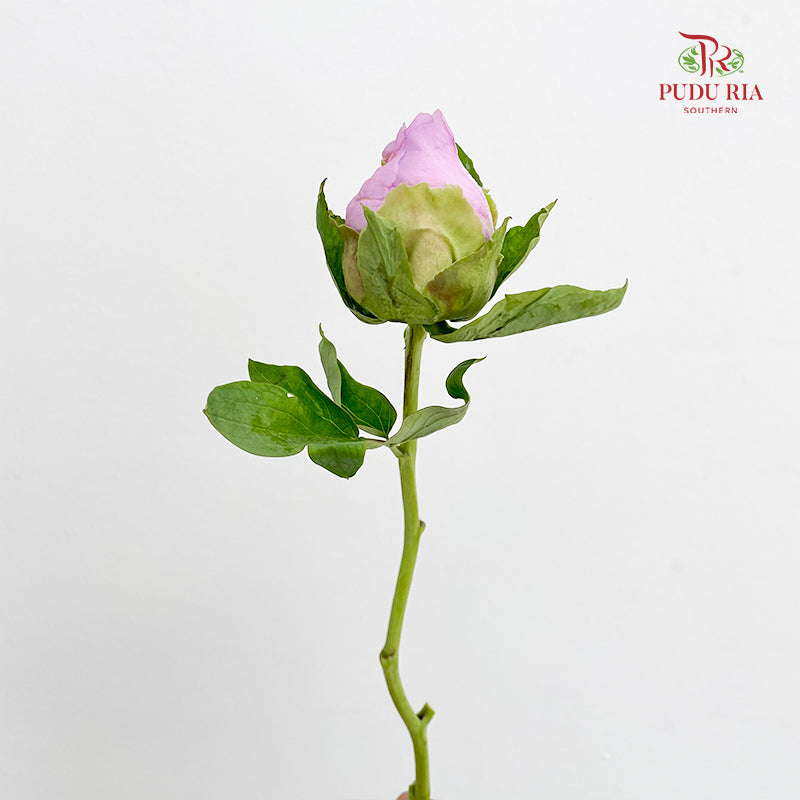 Peony Soft Purple - (5 Stems)