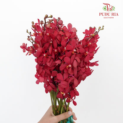 Mokara Orchid Red / 10 Stems - Wholesale flowers delivery in JB & Singapore