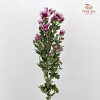 Chrysanthemum Pompom Daisy Purple/White 2 - (10-12 Stems)