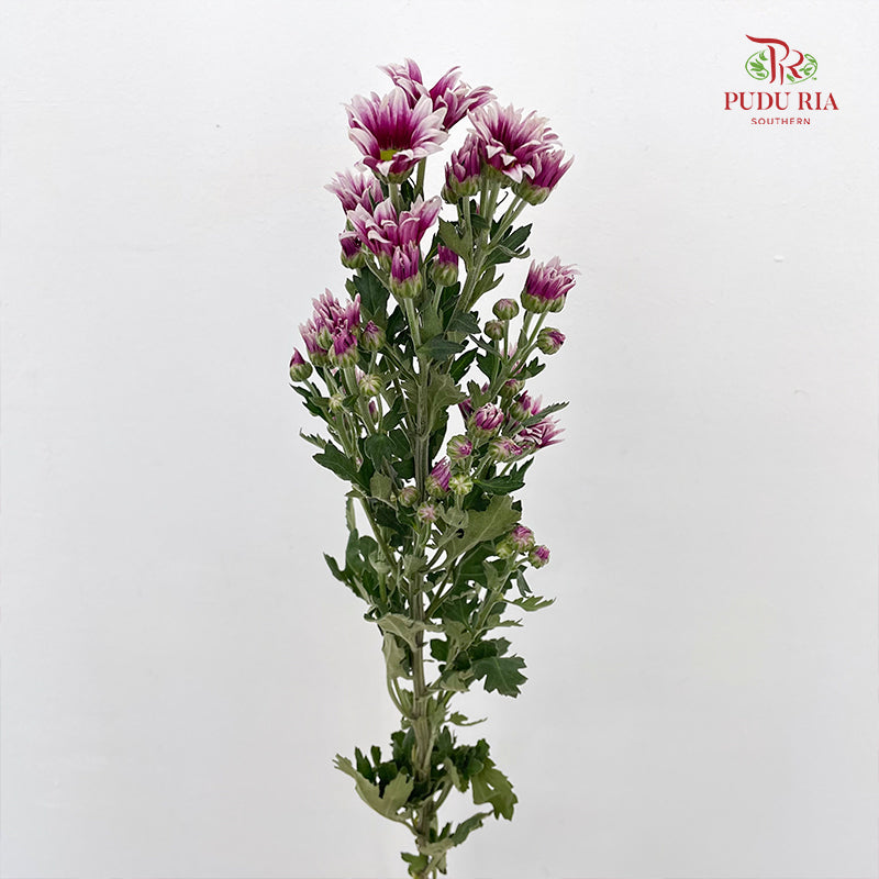 Chrysanthemum Pompom Daisy Purple/White 2 - (10-12 Stems)