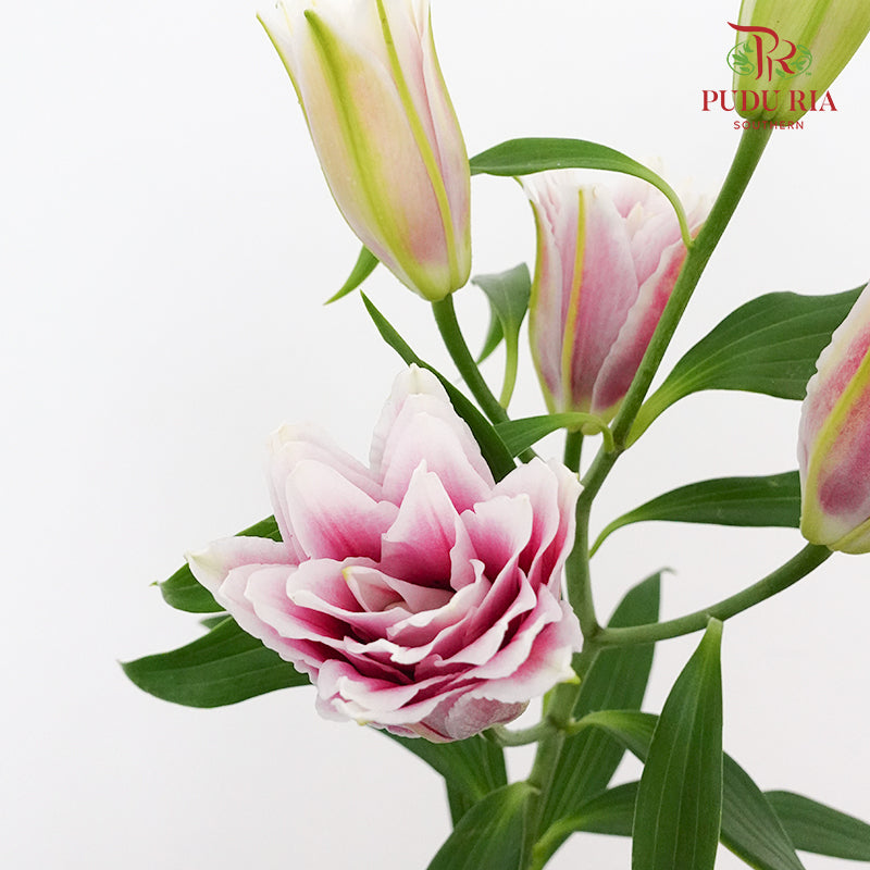 Rose Lily Pink (5 Stems) - Pudu Ria Florist Southern