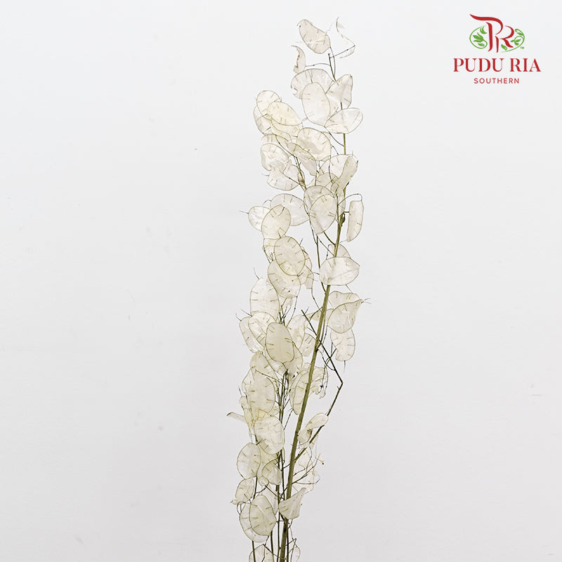 Dry Lunaria Natural / Per Bundle
