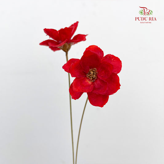 Dry New Wax Flower - Red