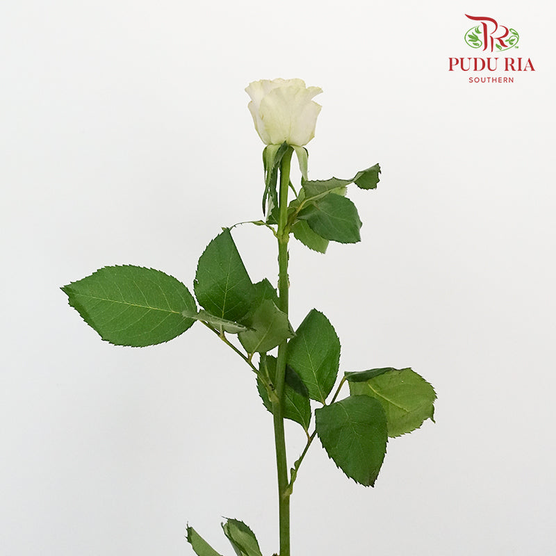 Rose Puzzle Ocean (8-10 Stems) - Pudu Ria Florist Southern