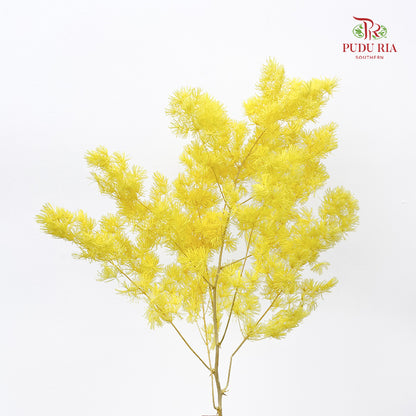 Preservative Asparagus Fern Yellow