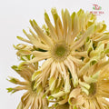 Gerbera Pasta Cream - (8-10 Stems)