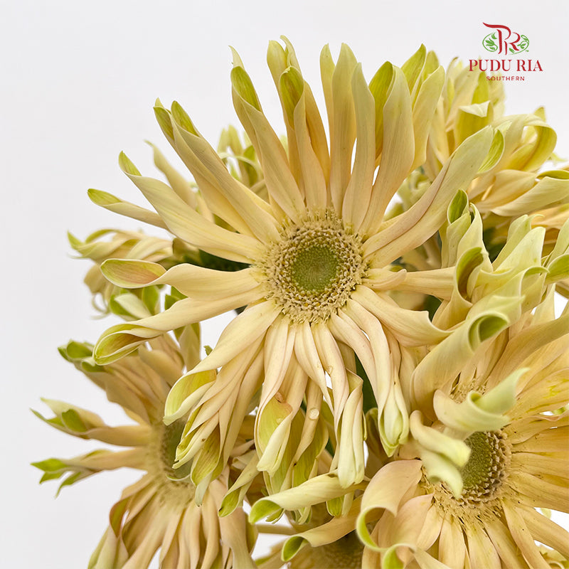 Gerbera Pasta Cream (8-10 Stems)