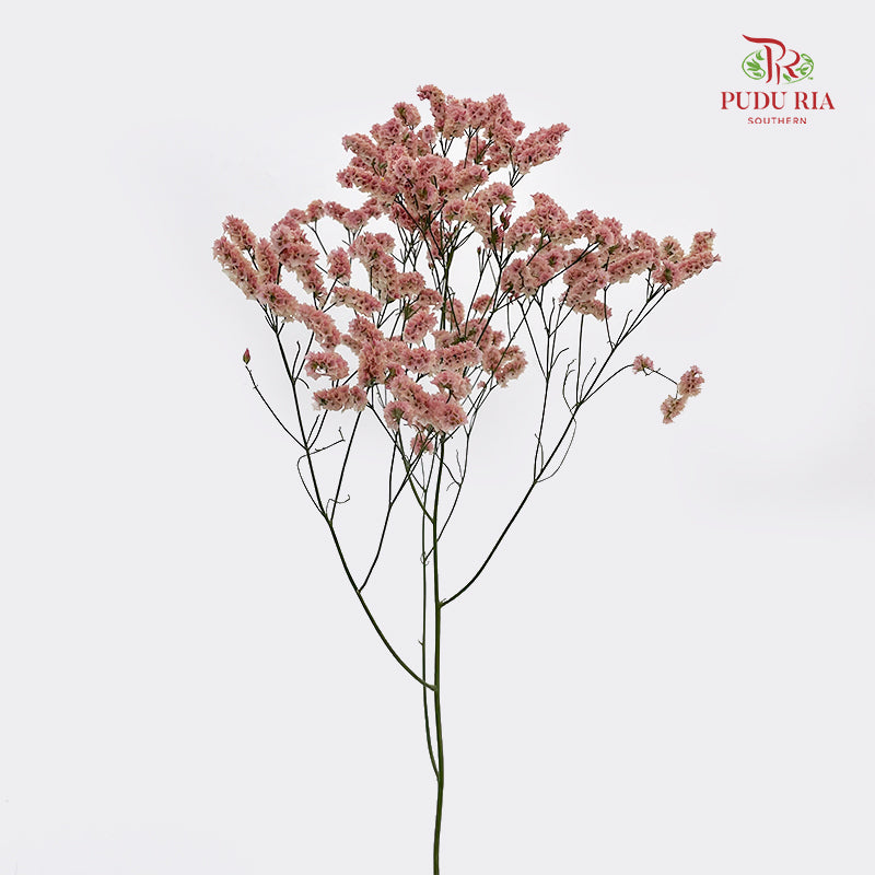 Limonium Sinese Pinkish Red (Caspia) 卡斯比亞 - (2 Stems)