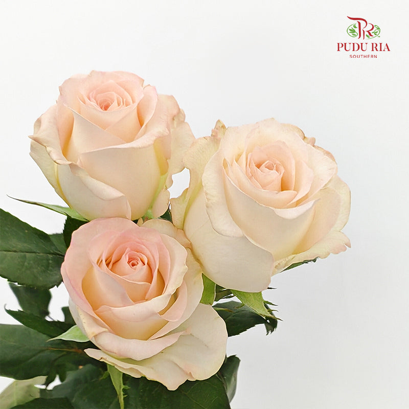 Rose Little Bunny  - (8-10 Stems)