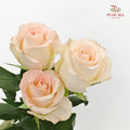 Rose Little Bunny  - (8-10 Stems)