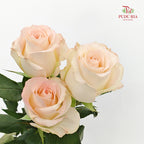 Rose Little Bunny  - (8-10 Stems)
