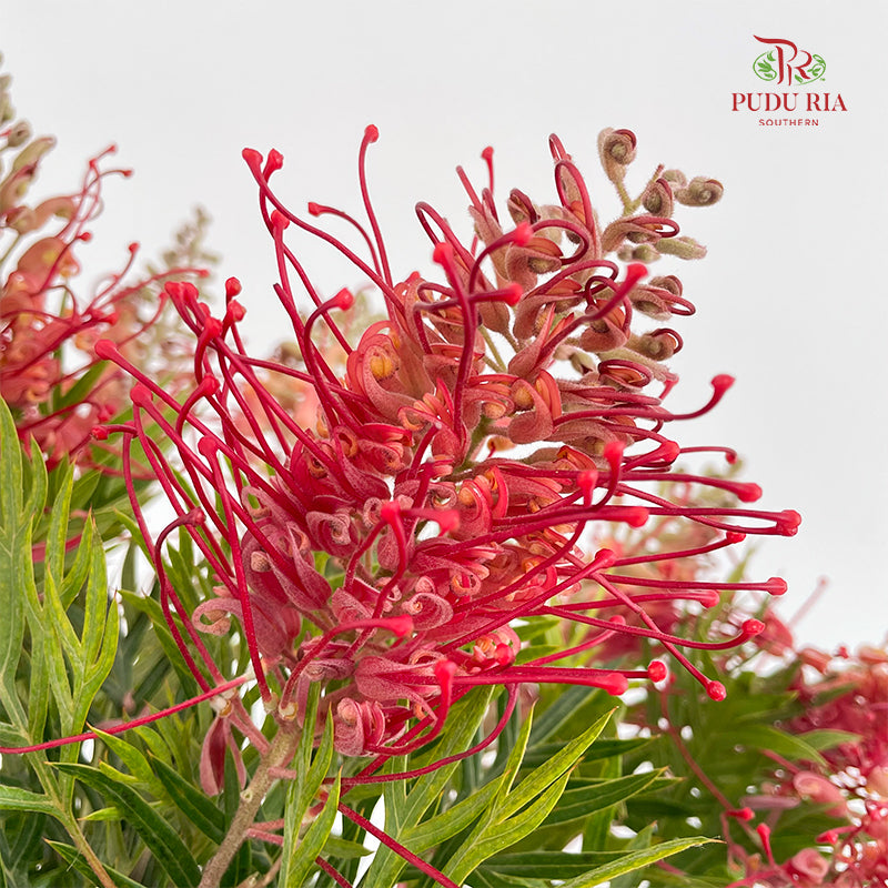 Grevillea (Spider Flowers) - (Per Bundle)