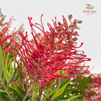 Grevillea (Spider Flowers) - (Per Bundle)